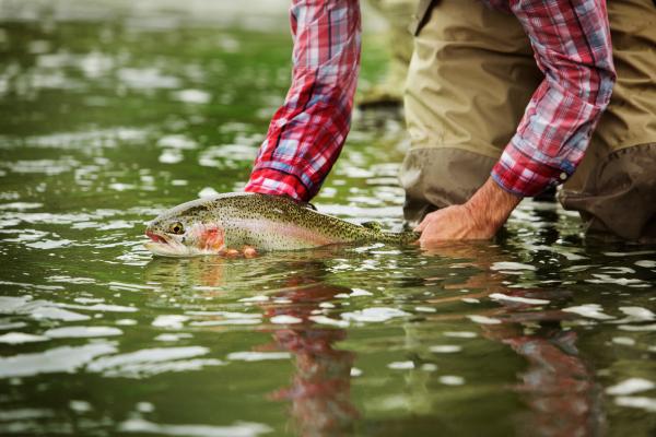 fisherman releasing live trout back into stream