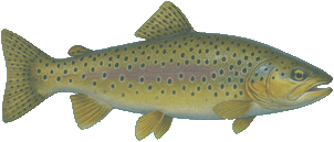 rainbow trout