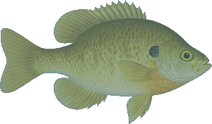 brook trout