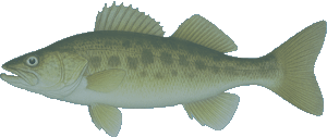 bigmouth bass